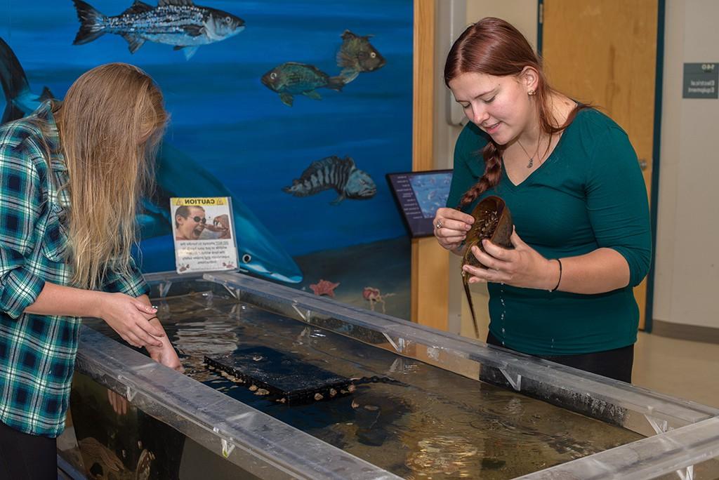 Two U N E students handling horseshoe crabs at their aquarium internship