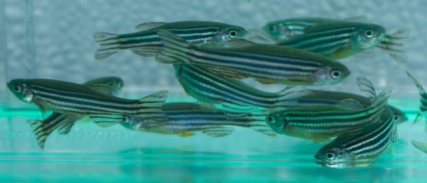 A group of zebrafish swimming in a small tank